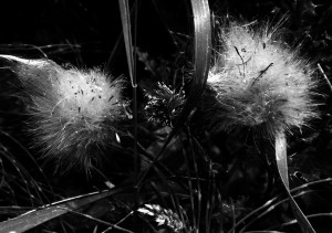 Dandelion Seedlings
